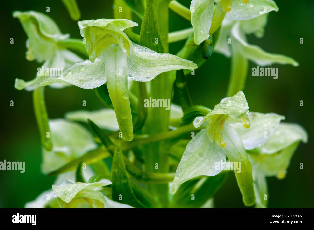 Greater butterfly-orchid (Platanthera chlorantha / Platanthera montana / Orchis chlorantha) in flower Stock Photo