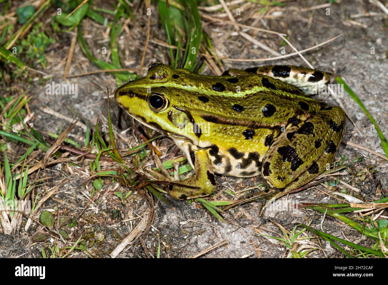 Marsh frog (Pelophylax ridibundus / Rana ridibunda) on land, water frog native to Europe Stock Photo