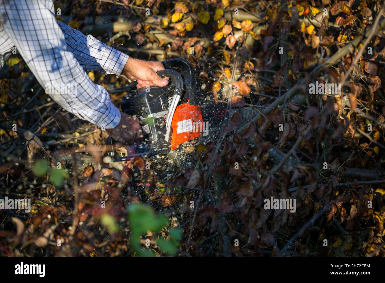 Figure of a man cutting trees and bushes with a petrol chainsaw to