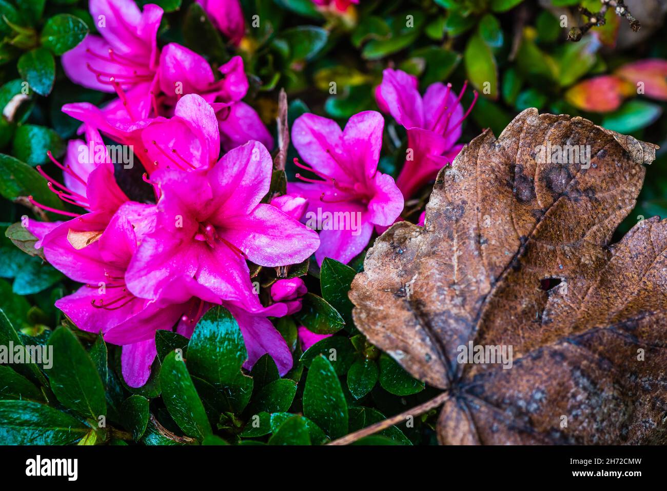 Azalea Madame van Hecke flowering in November. Stock Photo