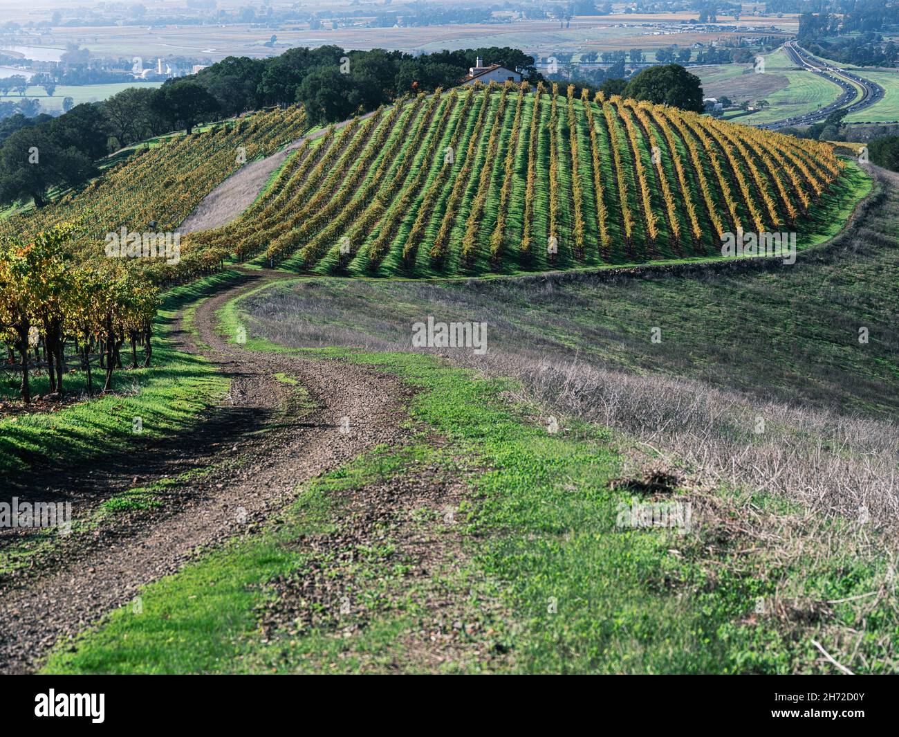 Napa Valley hillside vineyard set in autumn Stock Photo