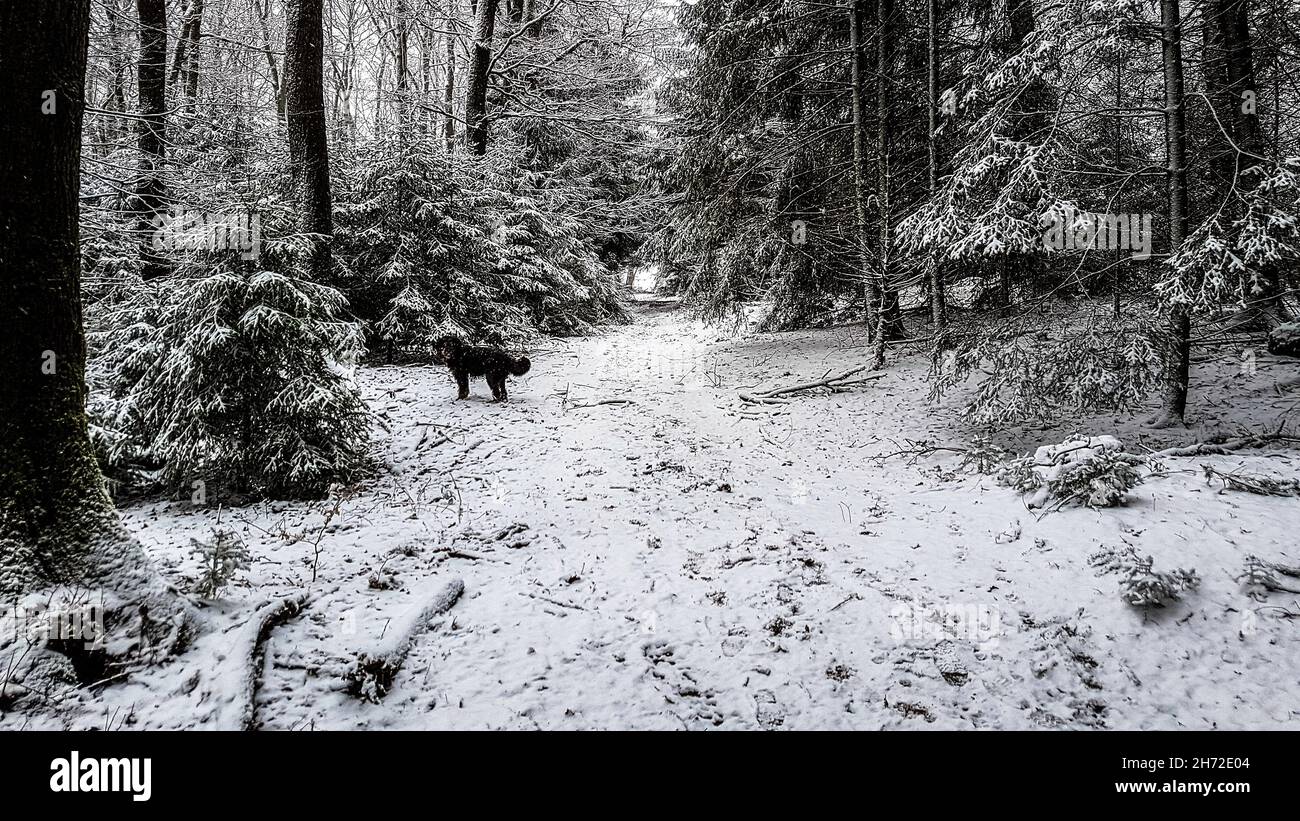 Wintrer mit Eis und Schnee, verschneite Bäume und Reif Stock Photo
