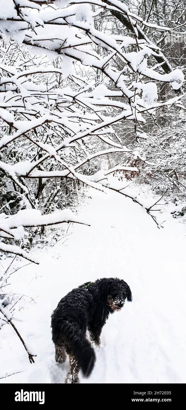 Wintrer mit Eis und Schnee, verschneite Bäume und Reif Stock Photo