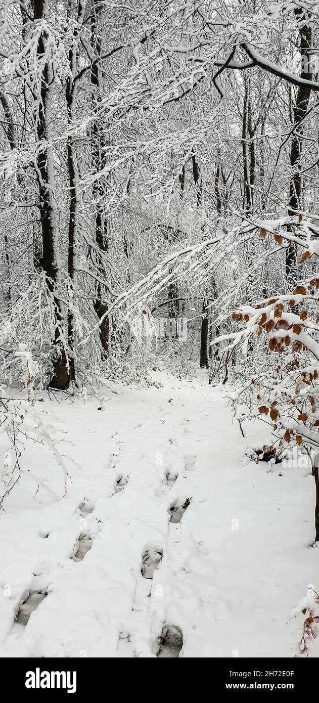 Wintrer mit Eis und Schnee, verschneite Bäume und Reif Stock Photo