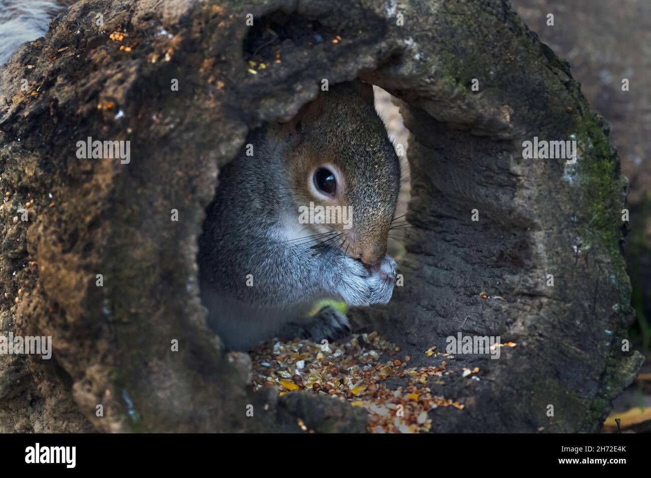 Grey squirrel find a protective  place to eat Stock Photo