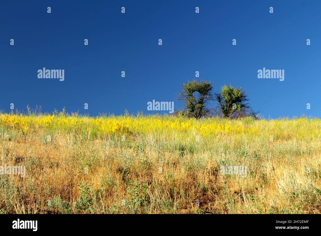 Two small trees growing on the horizon between blue sky and grassland. Stock Photo