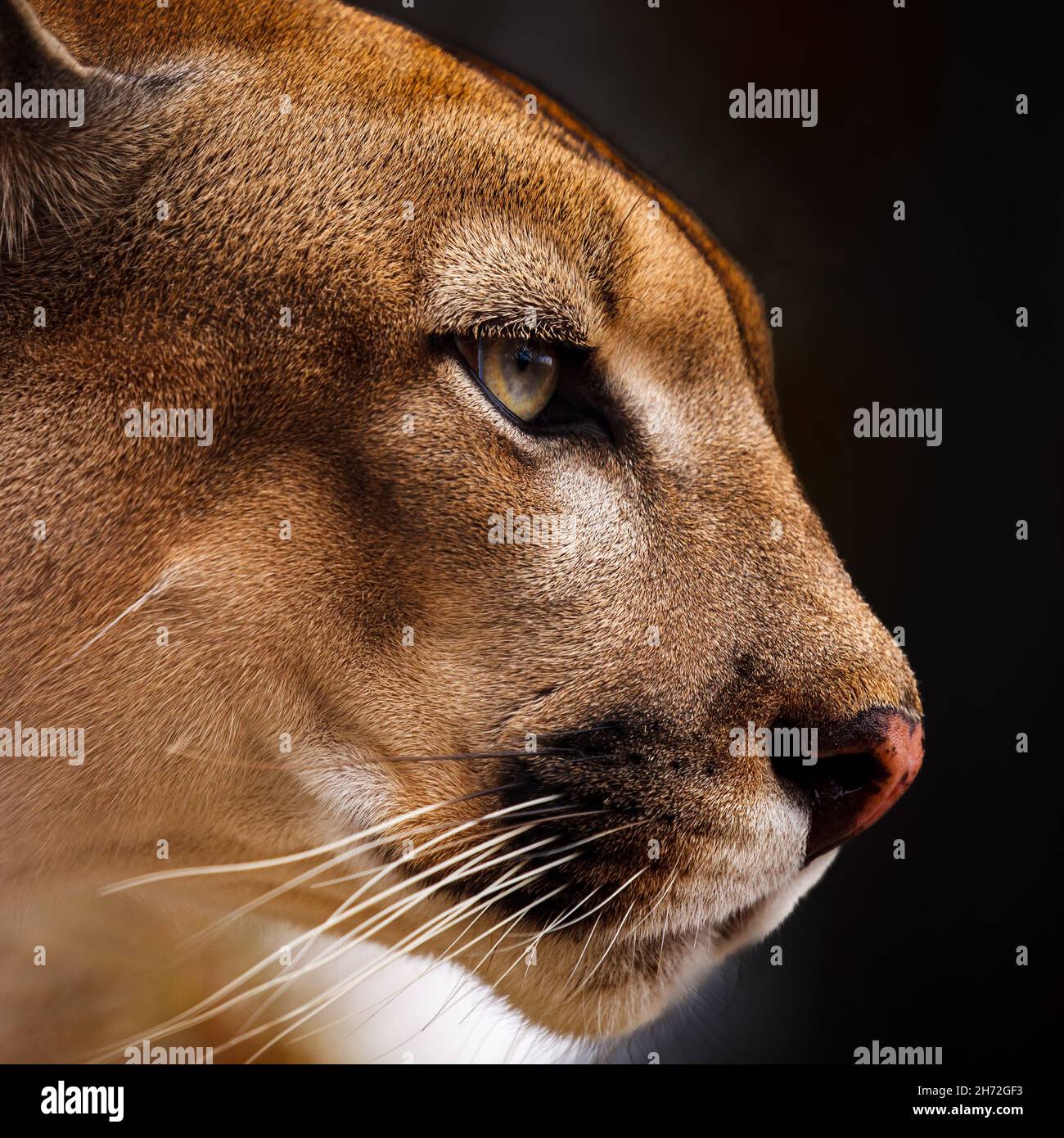 Cougars animal hi-res stock photography and images - Alamy
