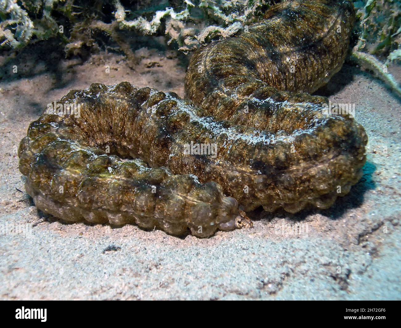 A Sea Cucumber (Synaptula reciprocans) in the Red Sea, Egypt Stock Photo