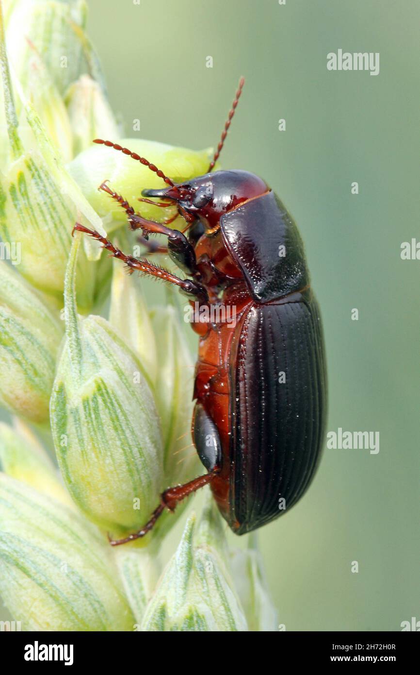Beetle of corn ground beetle Zabrus tenebrioides eating a unripe