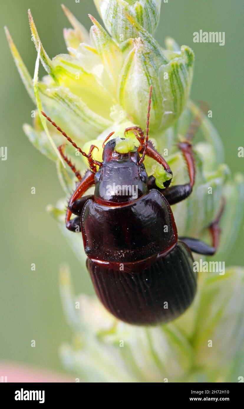 Beetle of corn ground beetle Zabrus tenebrioides eating a unripe