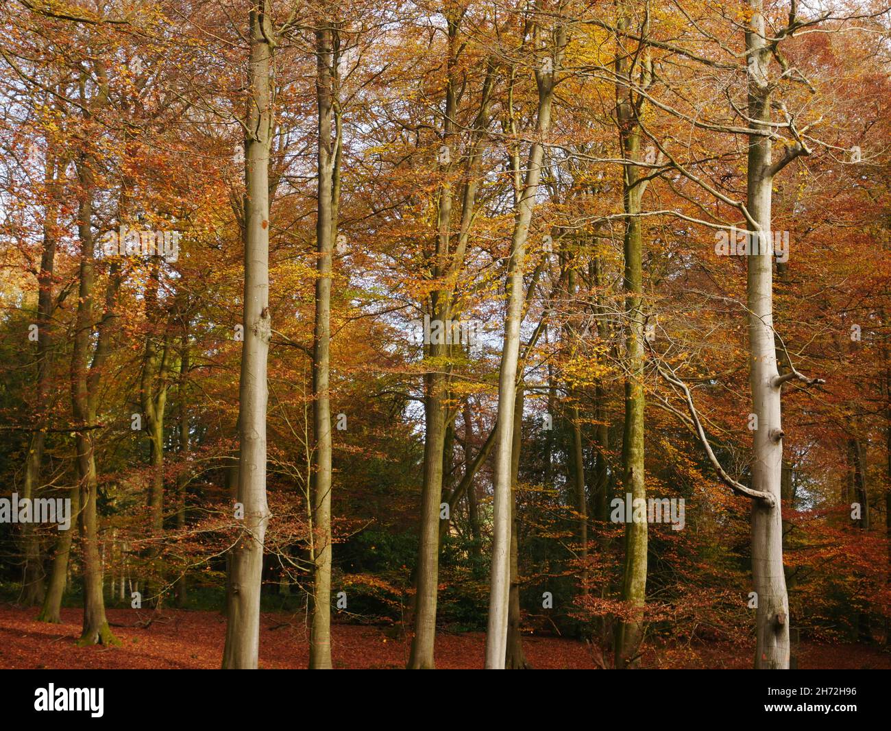 Tall beech trees in autumn, Oxfordshire, England Stock Photo Alamy