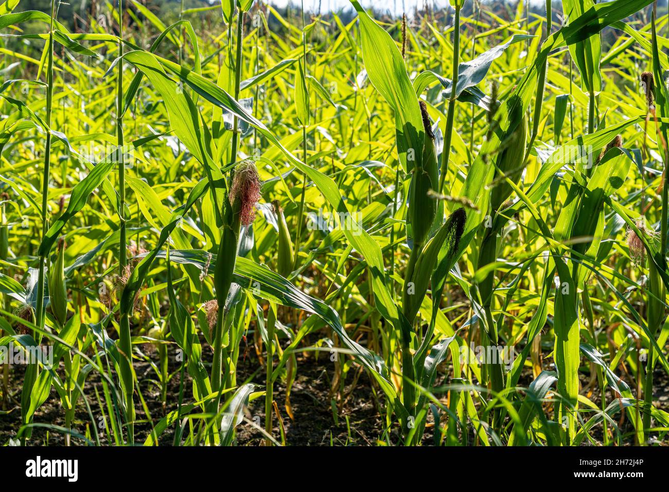 Grain field young plants hi-res stock photography and images - Alamy