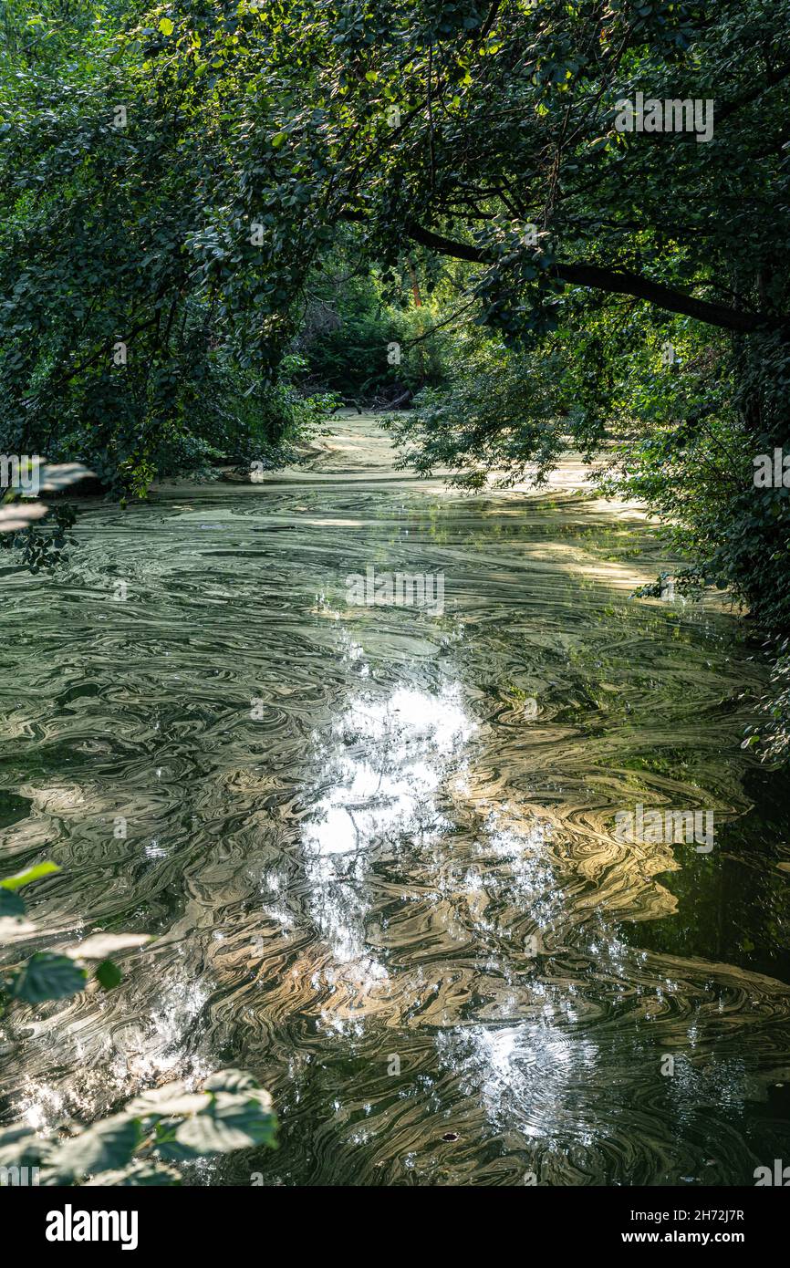 Dirty water with trails of pollen or bacteria Stock Photo Alamy