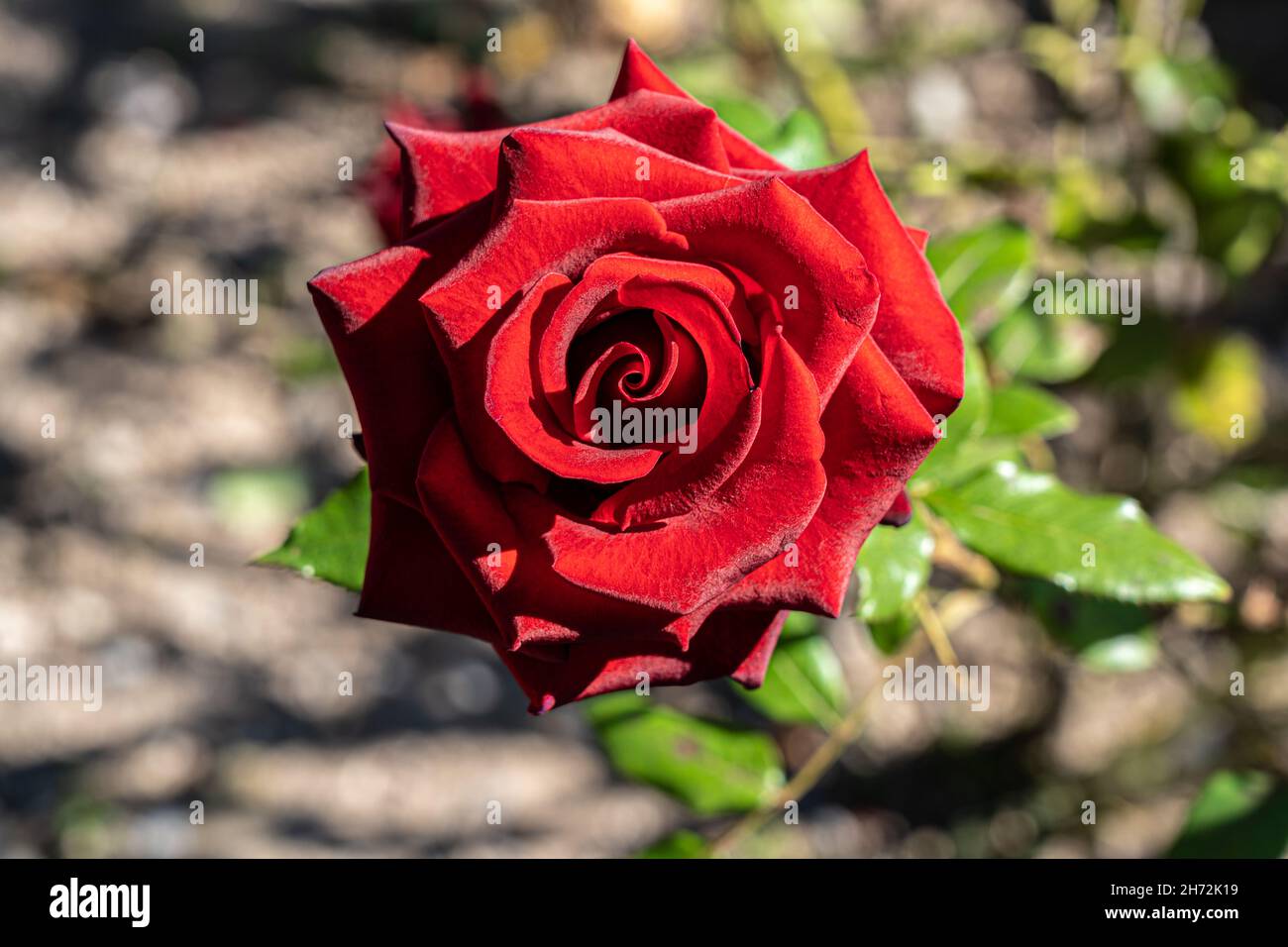 Red rose in the middle of the green garden Stock Photo - Alamy