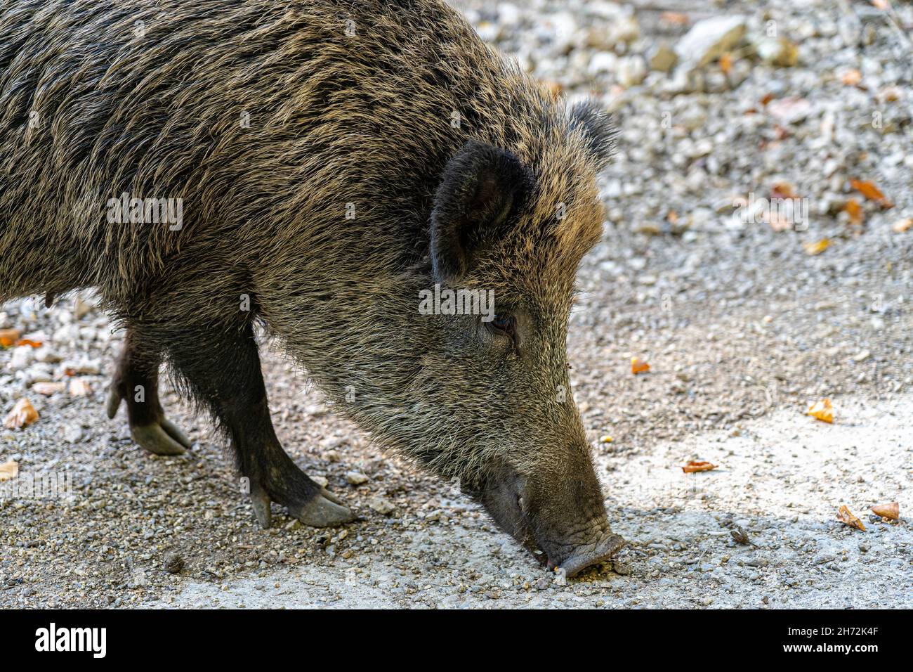 Wild boars searching for food on the ground and eating Stock Photo