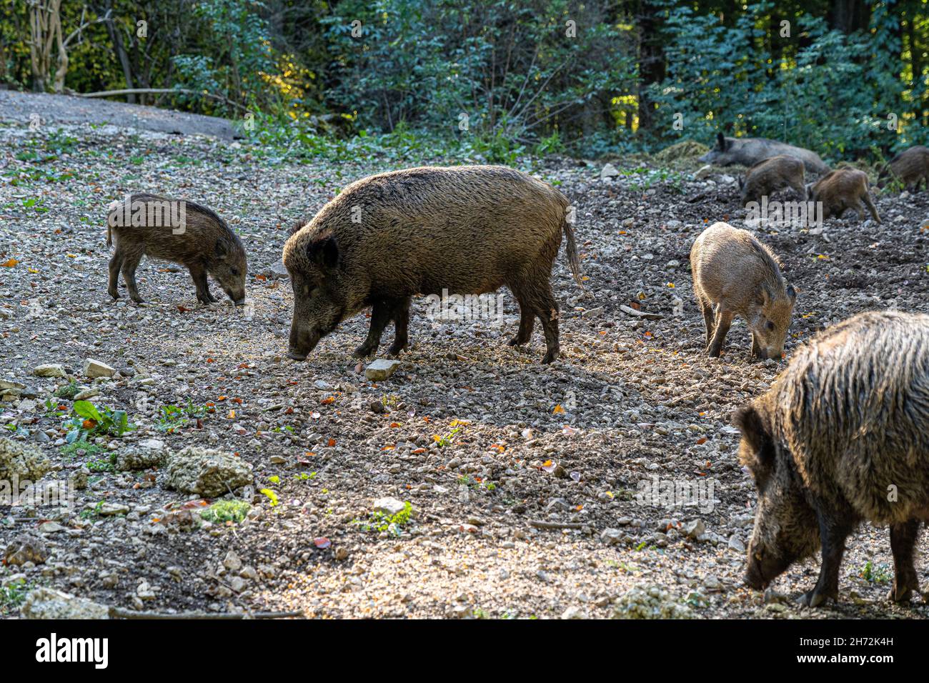 Wild boars searching for food on the ground and eating Stock Photo