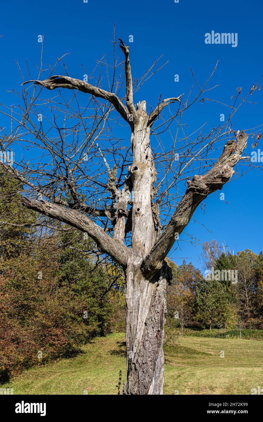 Lonely, old and dead tree on the green meadow Stock Photo