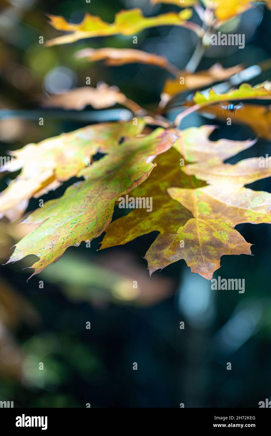 Colorful leaves on a tree inside the autumn forest Stock Photo