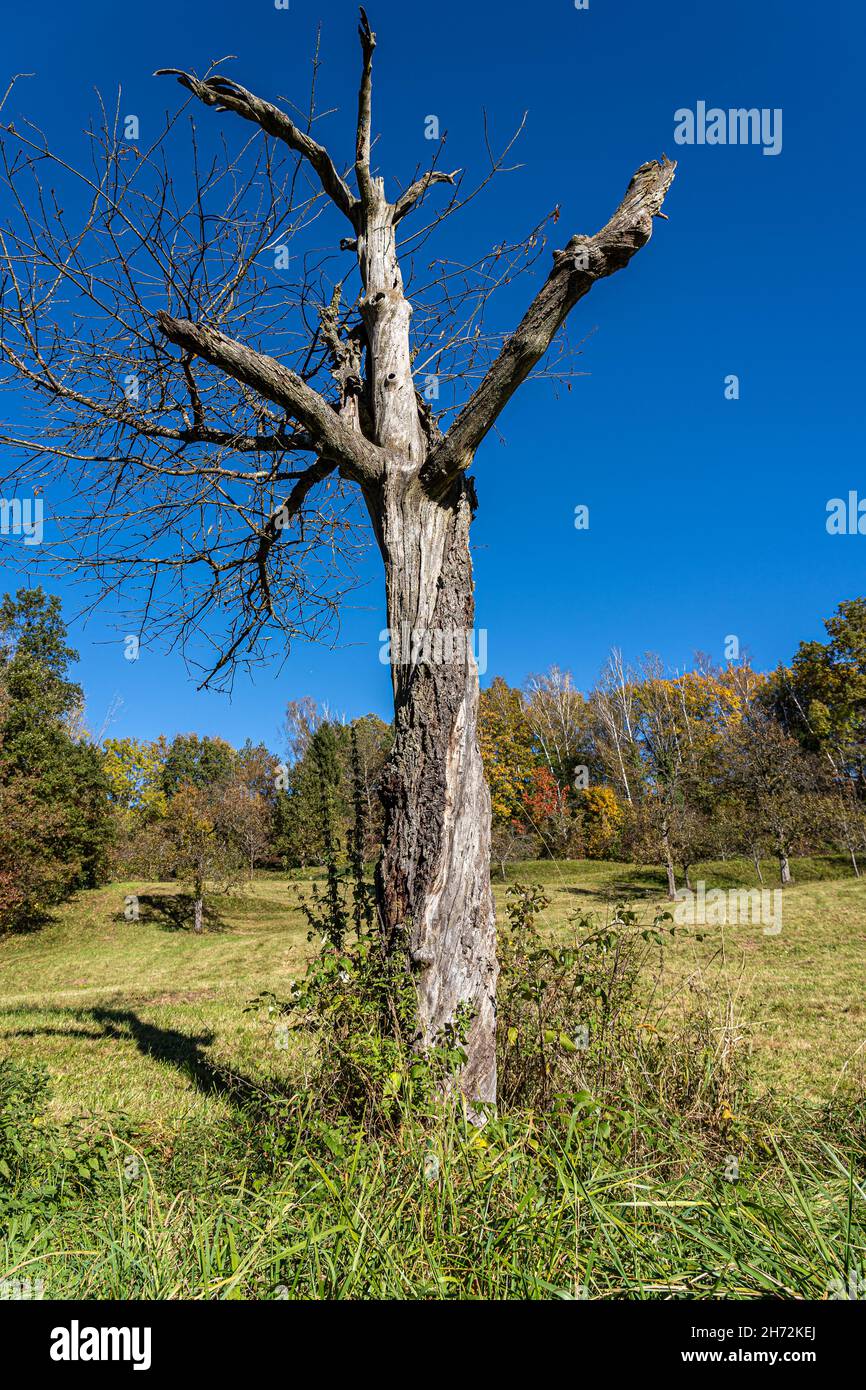 Lonely, old and dead tree on the green meadow Stock Photo