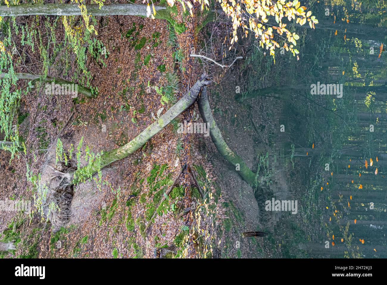 Reflections in the water of a fallen tree inside of the autum forest ...