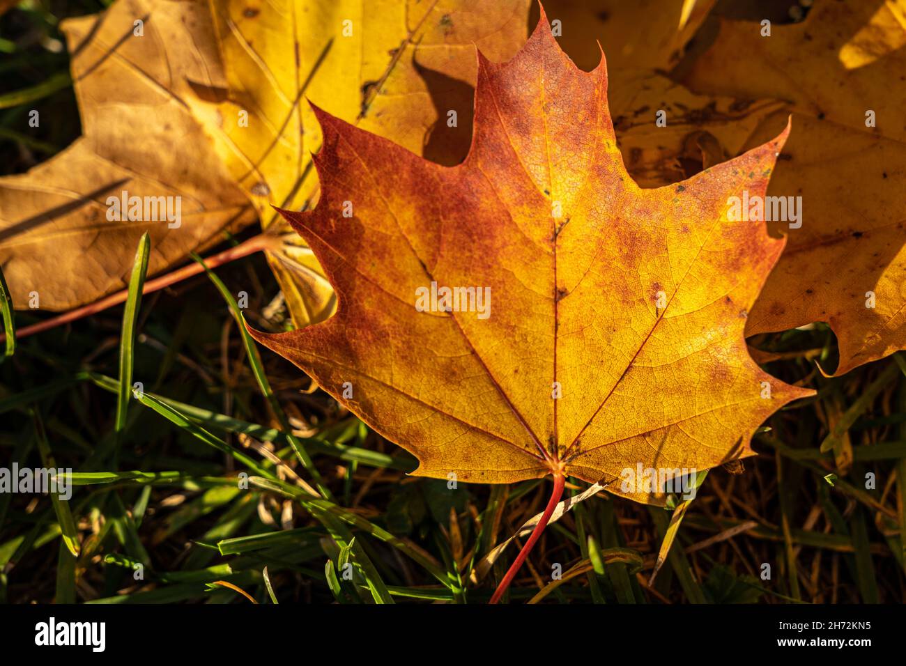 Colorful fallen leaves on the ground near the autumn forest Stock Photo
