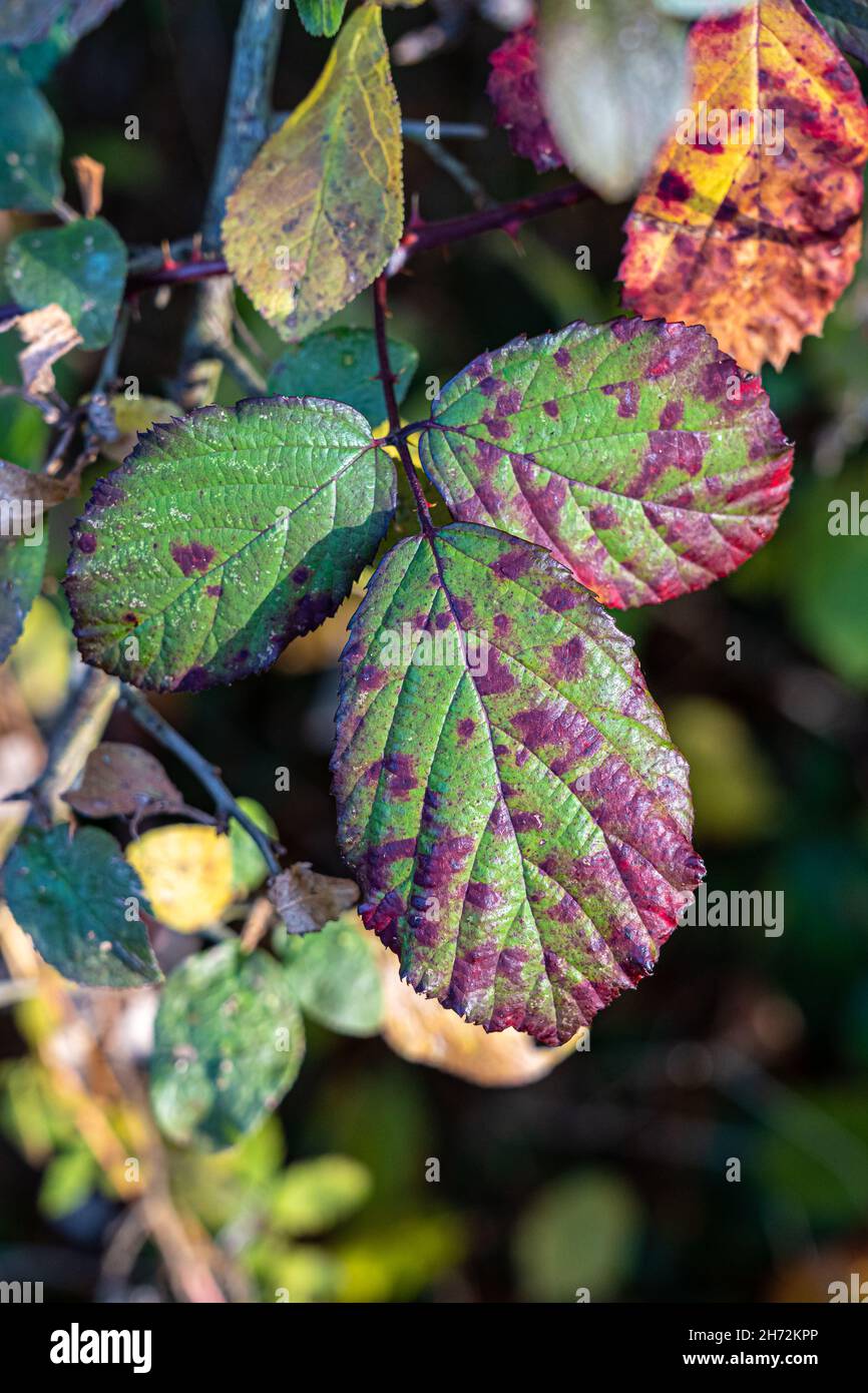 Green and red dewberry leaves in the middle of the forest Stock Photo