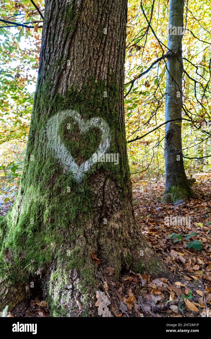 White heart written on the trunk of a tree in the middle of the forest Stock Photo