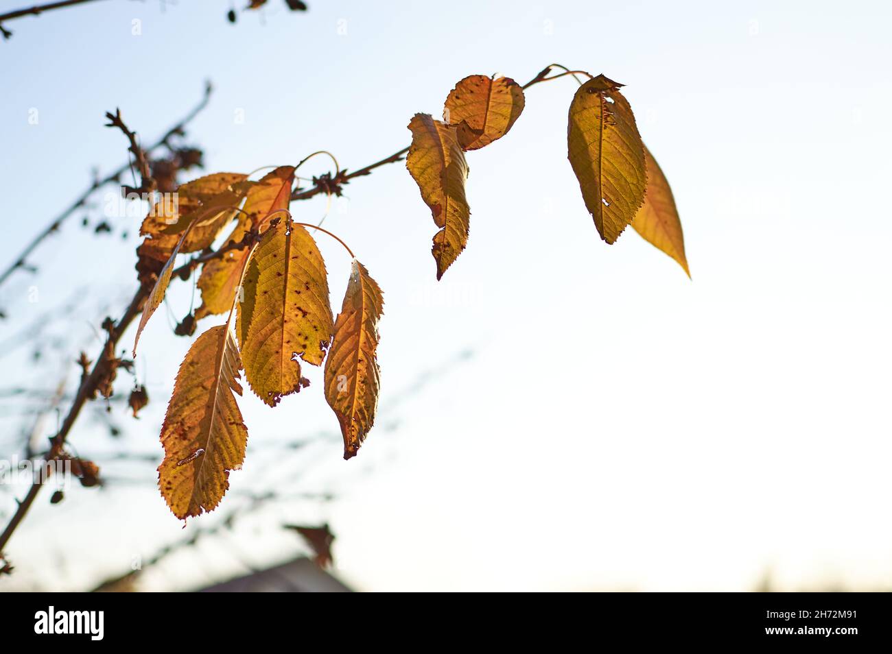 Last yellow leaves leaf hanging on the branch of the tree Blue sky background Stock Photo