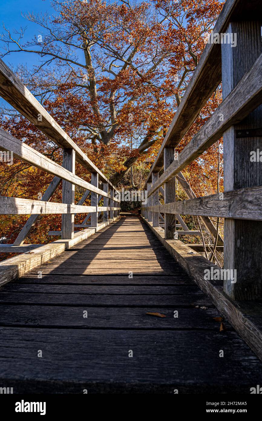 Wooden bridge towards a tree with golden leaves Stock Photo