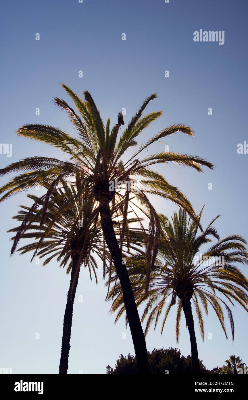 Palm Trees in Los Angeles, CA Stock Photo Alamy