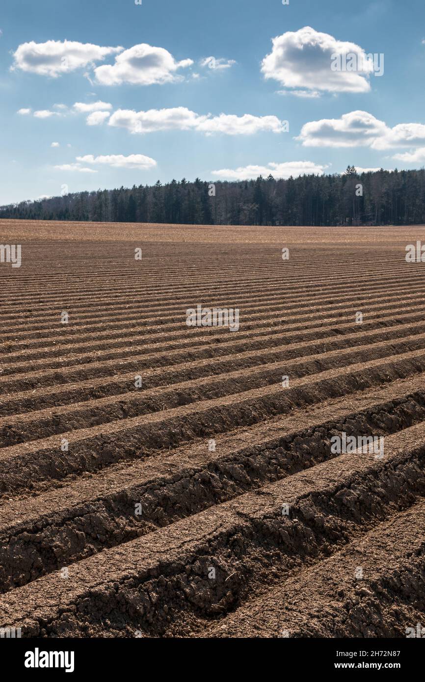 Big brown fields of fertile soil and green forest in the background Stock Photo
