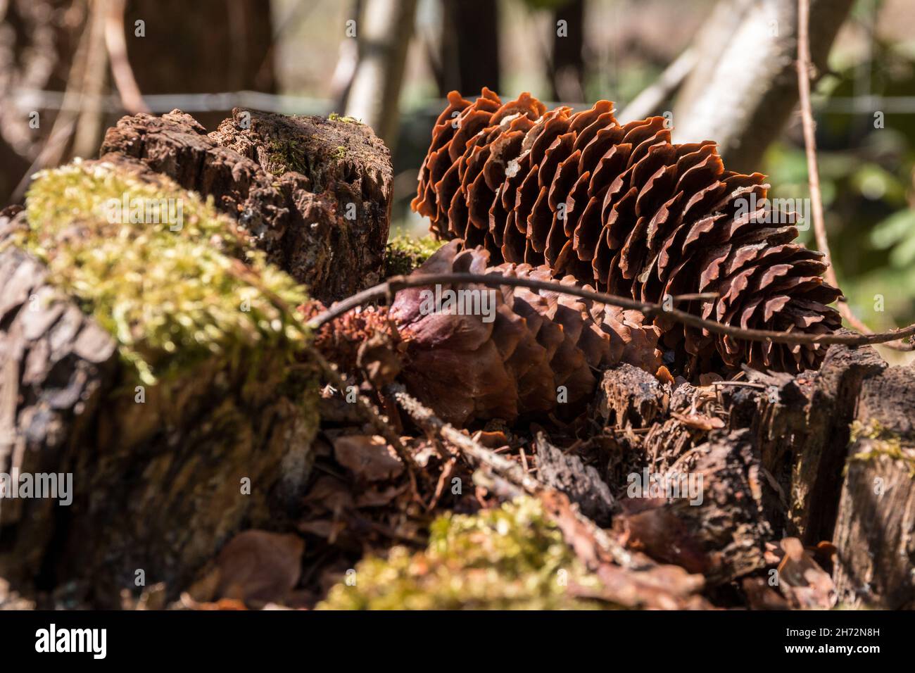 Big brown fir cones on the mossy ground of the forest Stock Photo