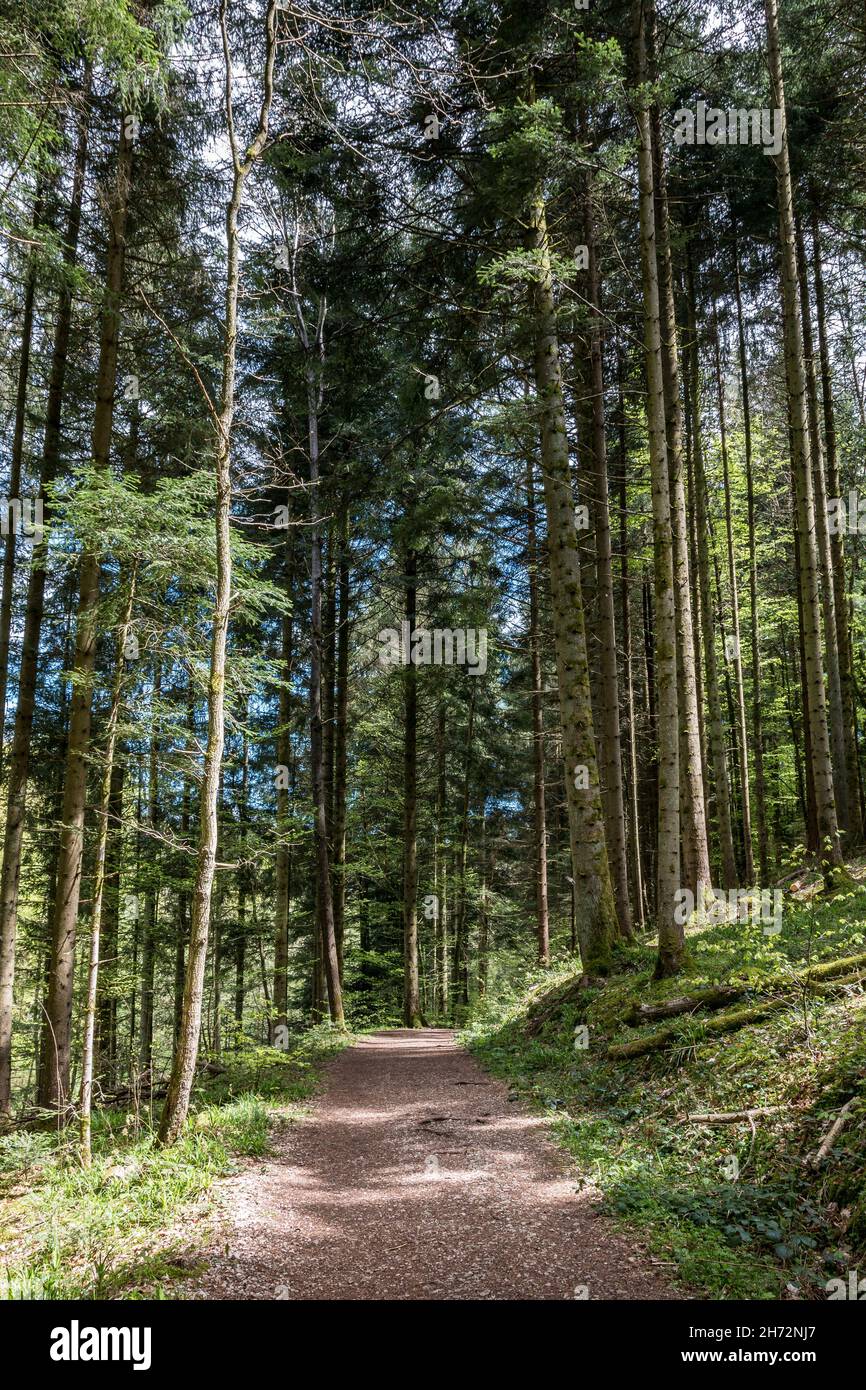 Narrow path through the green and dark forest Stock Photo