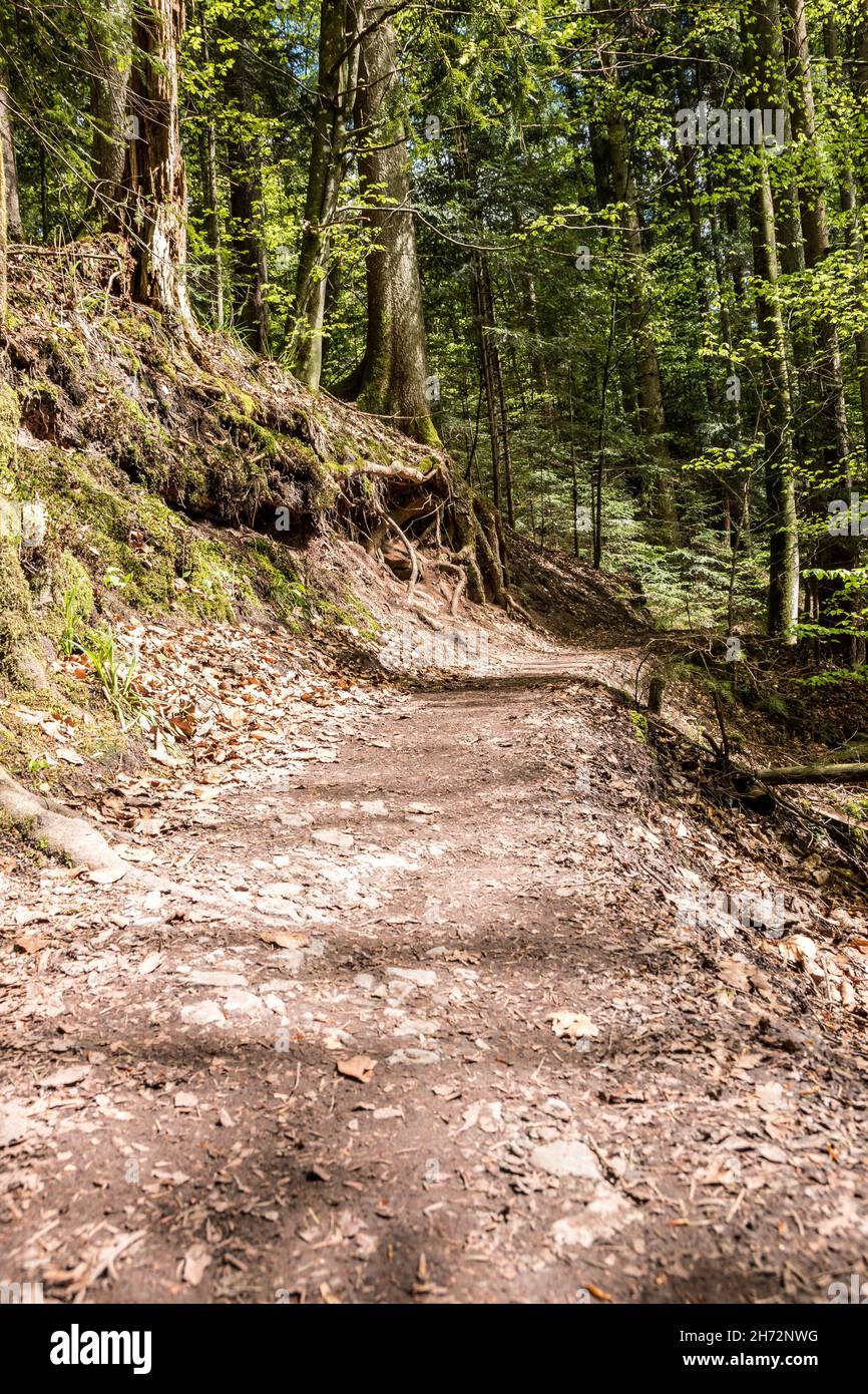 Narrow path through the green and dark forest Stock Photo