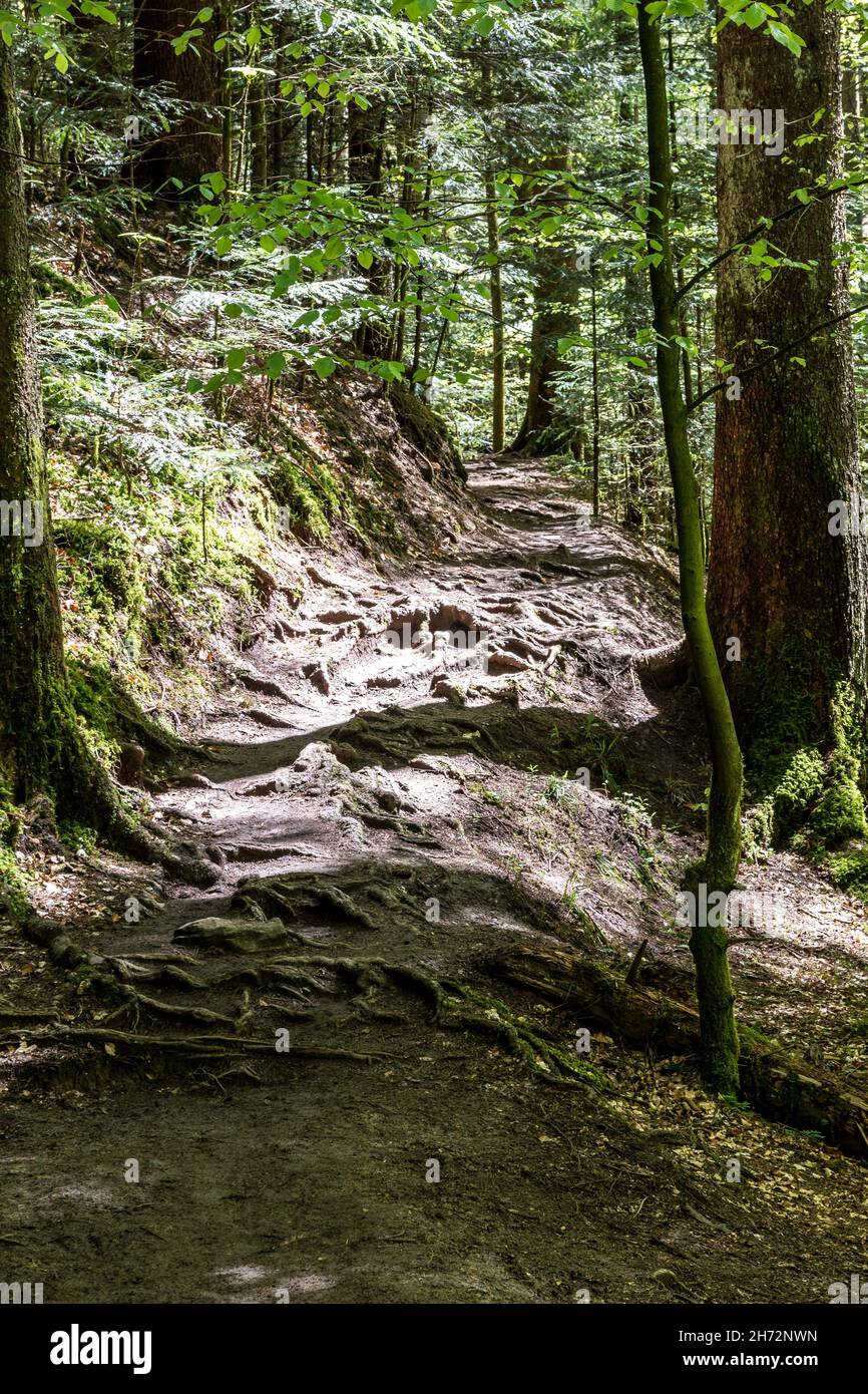 Path through dark woods hi-res stock photography and images - Alamy
