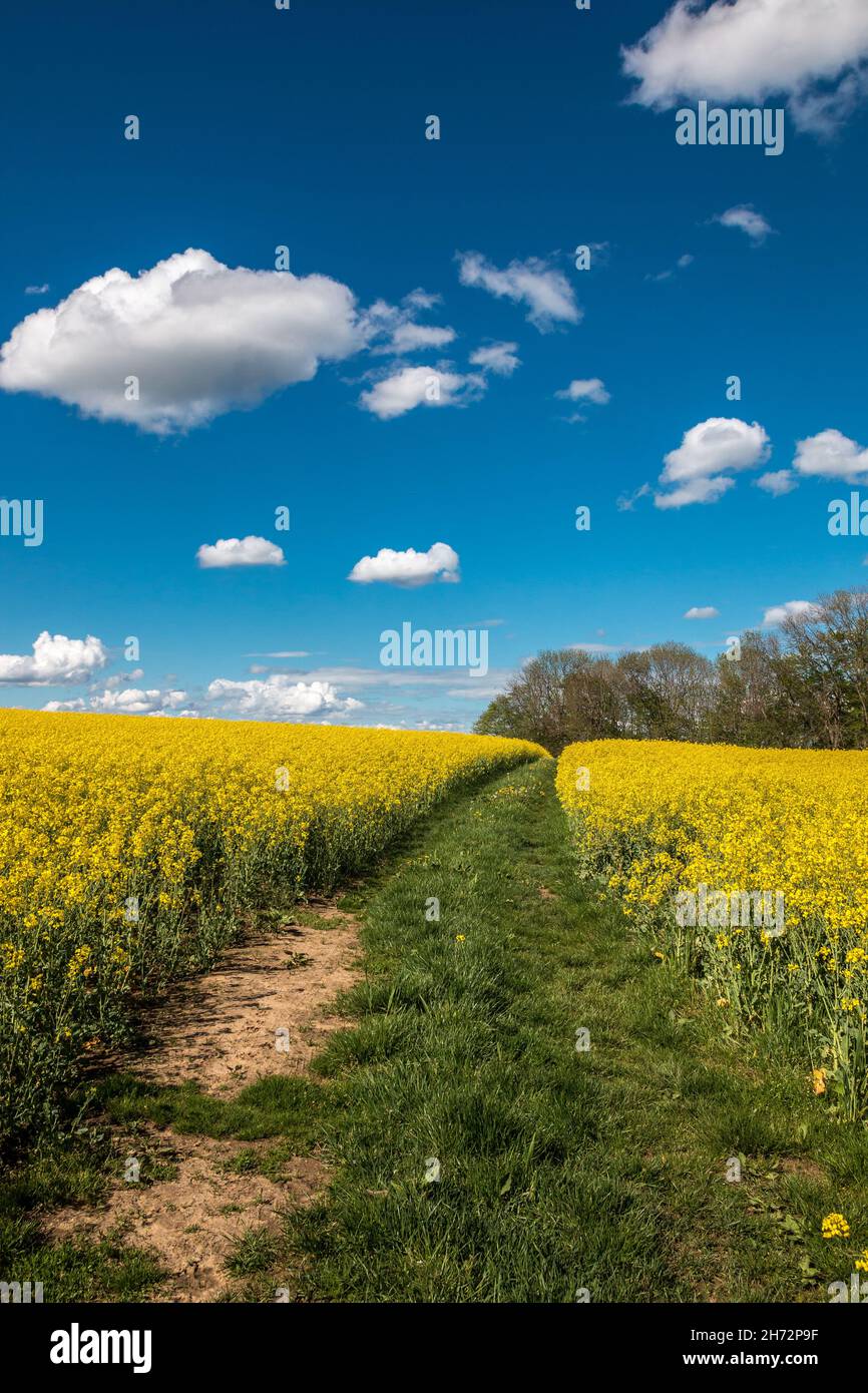 Big green fields of fertile soil and yellow rape flowers and the blue sky with white clouds Stock Photo