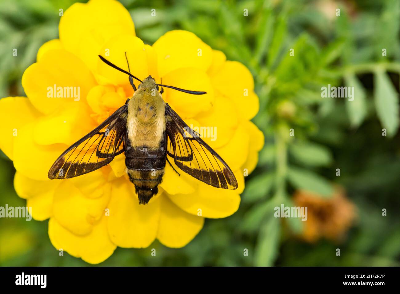 Snowberry Clearwing Moth (Hemaris diffinis) Stock Photo