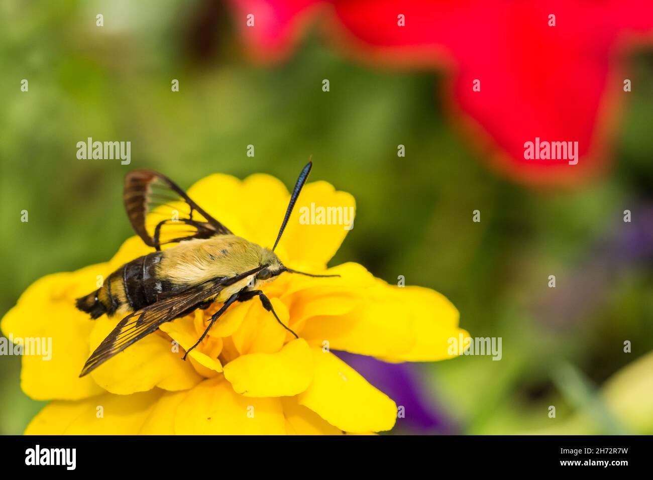 Snowberry Clearwing Moth (Hemaris diffinis) Stock Photo