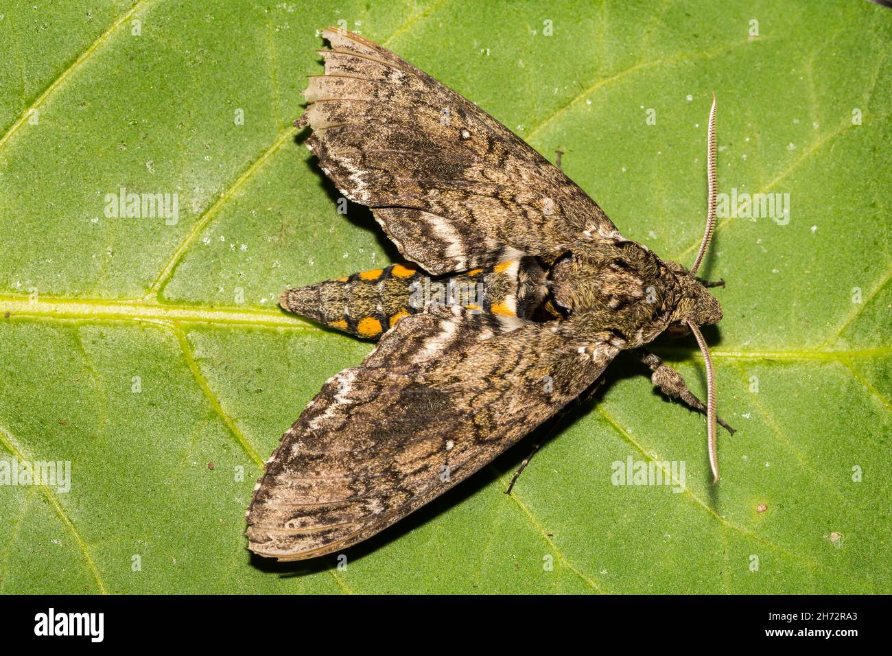 Carolina Sphinx Moth (Manduca sexta) Stock Photo