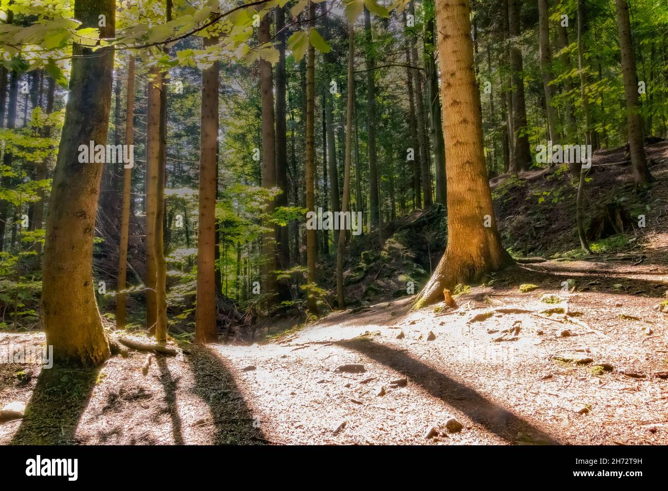 Beautiful view of a forest with many trees Stock Photo - Alamy
