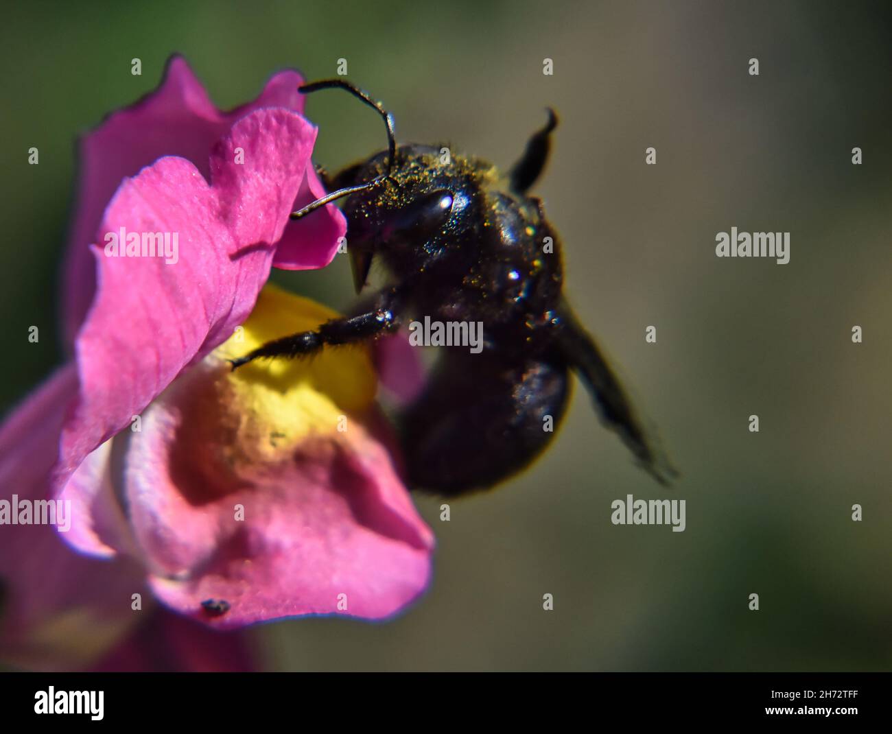 Carpenter bee on apink flower Stock Photo Alamy
