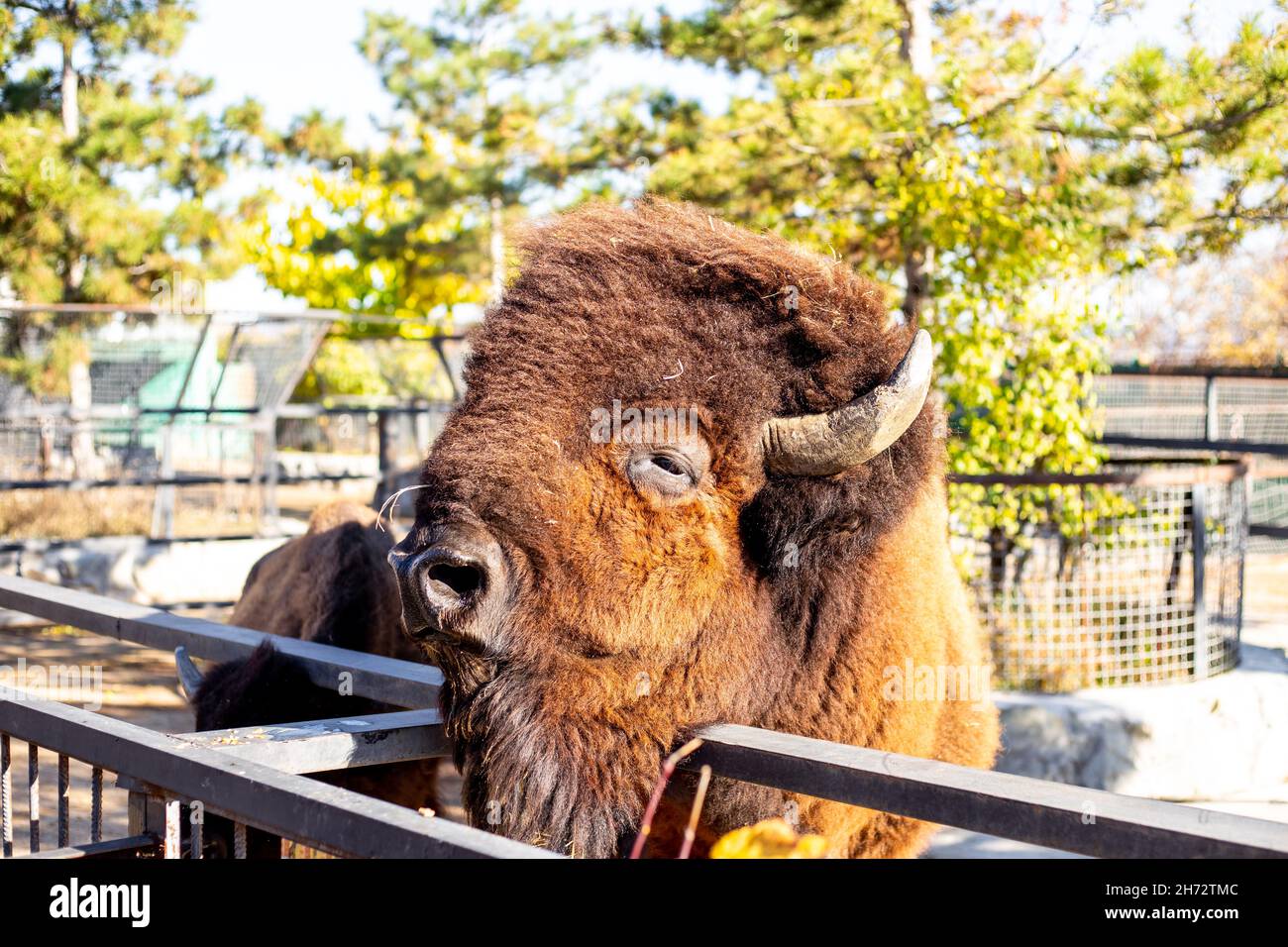 Large shaggy bison muzzle. Animals in the open air in the enclosure. Stock Photo