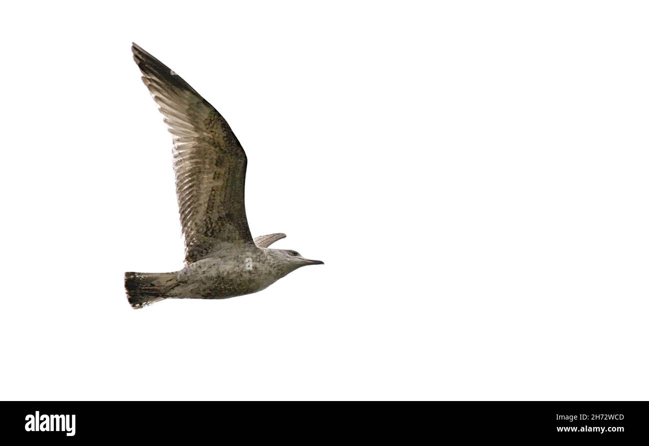 Young grey lesser black-backed gull in flight with open wings on white background - larus fuscus Stock Photo