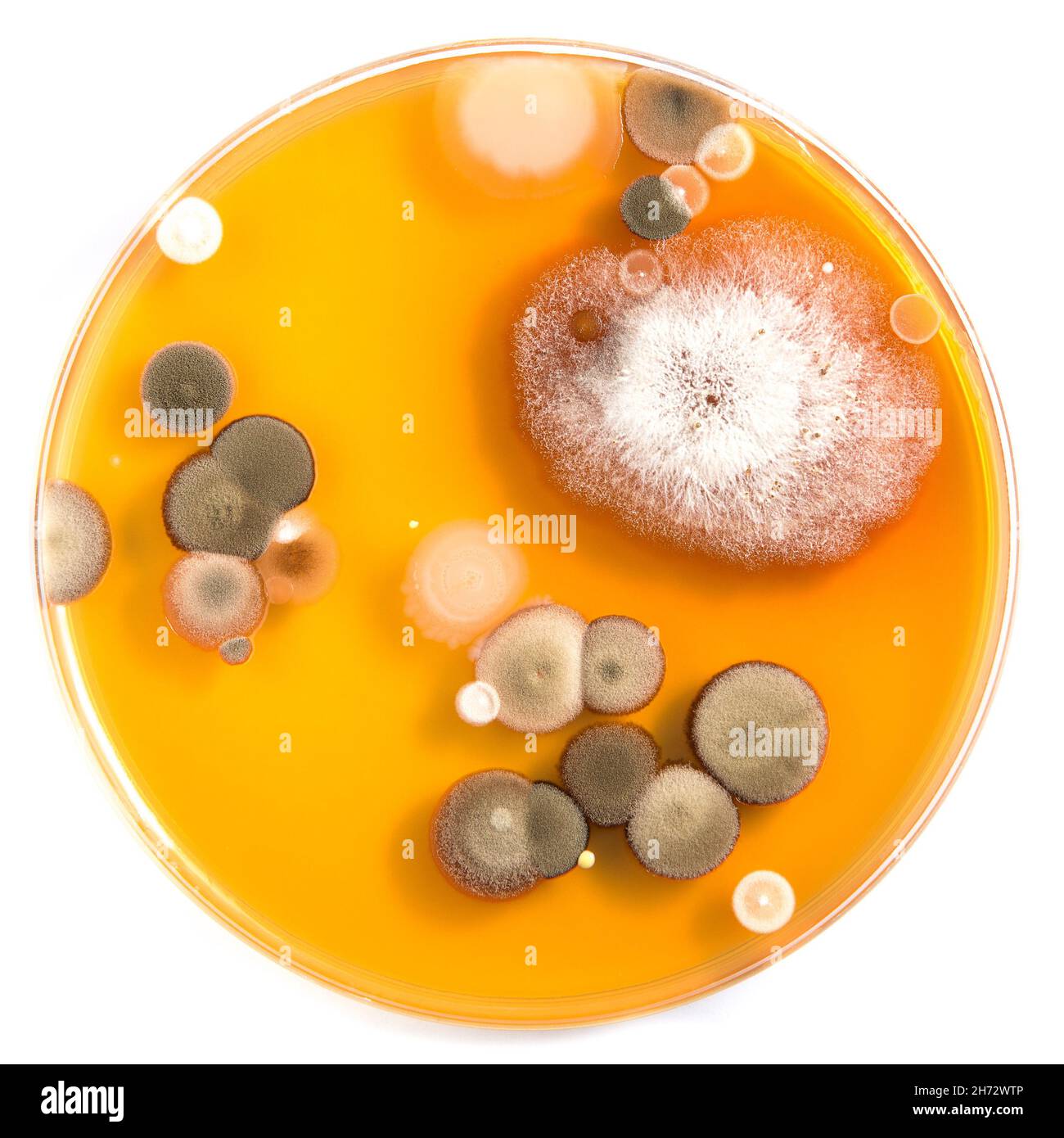 Petri dish containing agar medium with spontaneous molds and bacteria