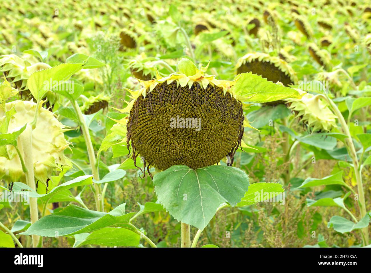 A field of ripe and yellow sunflowers on a summer day Stock Photo - Alamy