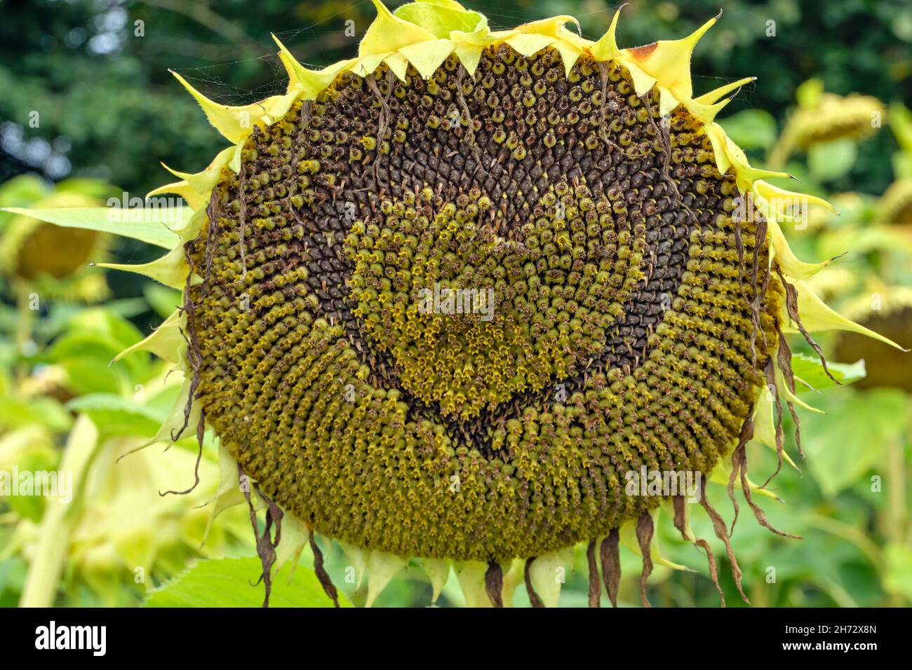 A field of ripe and yellow sunflowers on a summer day Stock Photo - Alamy