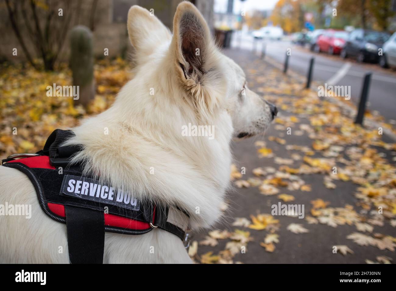 Service dog giving assistance to person with disability using a ...