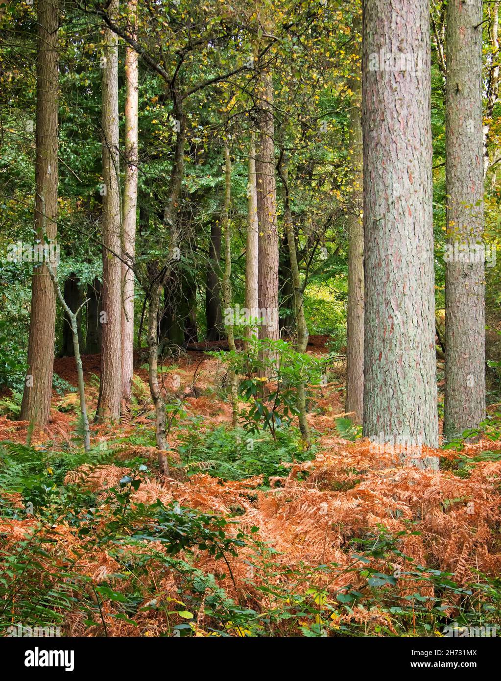 Brown autumnal ferns below tall green trees in an autumn woodland Stock Photo