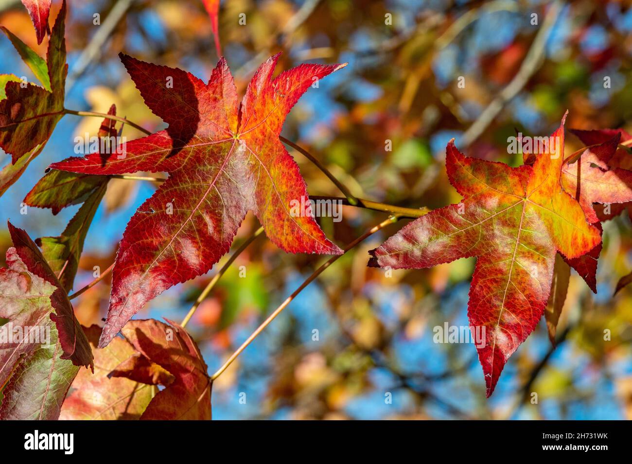 colourful autumn seasonal eaves against a blue sky in a woodland or forest, seasonal colourful leaves on an autumn tree with blue sky background. Stock Photo
