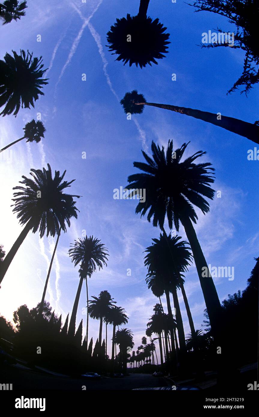 Palm trees line the residential streets of Beverly Hills, CA Stock
